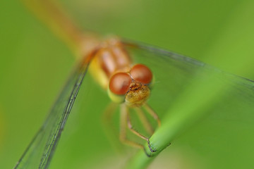 libellule