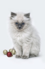 Ragdoll