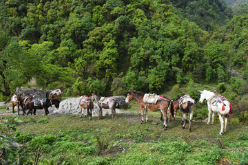 Fototapeta premium group of carrying horses, in Nepal