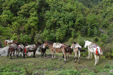 Fototapeta premium group of carrying horses, in Nepal