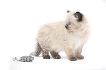 Obraz premium Ragdoll