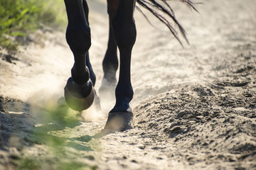 The hooves of walking horse in sand dust. Shallow DOF. - obrazy, fototapety, plakaty