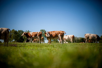 Obraz premium cow on grassy field