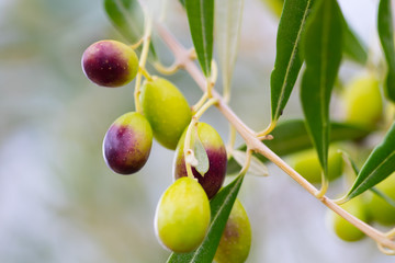 olive tree
