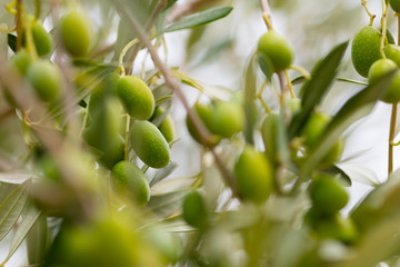 olive tree