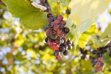 Fototapeta premium grape