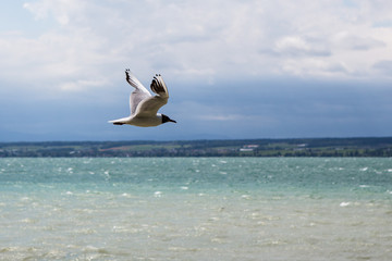 Fototapeta na wymiar Sea gull