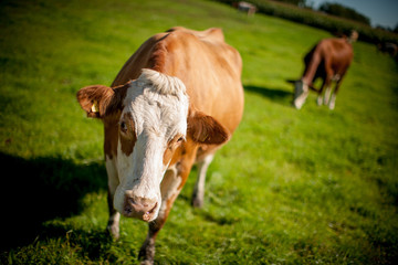 Naklejka na ściany i meble cow on grassy field