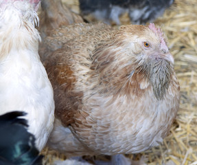 Lachshuhn, Haushuhnrasse