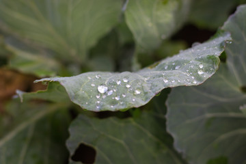 Green leaf lettuce