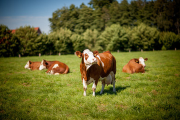 vache sur terrain herbeux