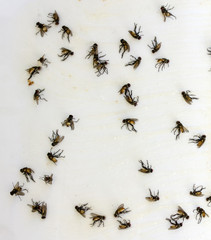 Flies caught on sticky fly paper trap