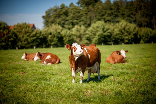 cow on grassy field