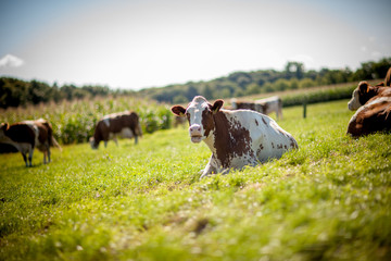 cow on grassy field