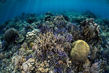 Vibrant Coral Reef in Komodo National Park