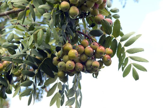 Speierling; Sorbus; domestica