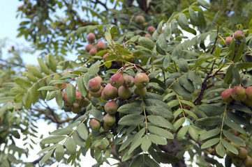 Speierling; Sorbus; domestica