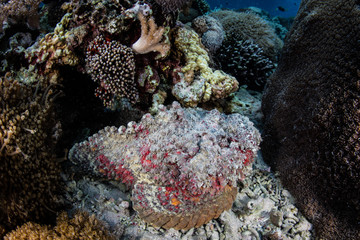 Stonefish on Seafloor in Komodo National Park
