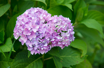 Hydrangea,Big-leaf Hydrangea