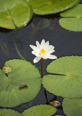 Цветок белого лотоса на воде. Шри-Ланка