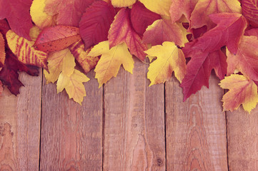 Naklejka na ściany i meble autumn leaves