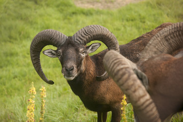 Fototapeta premium Mouflon
