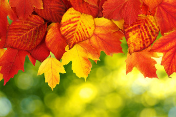 autumn leaves background