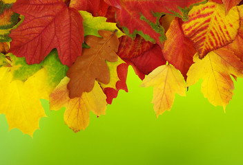 autumn leaves background