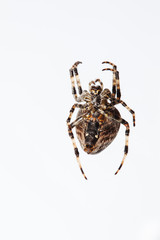 Araneus Diadematus spider