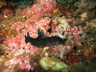 Nudibranch