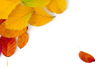 colorful autumn leaves as a corner background isolated on white