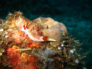 Nudibranch