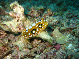 Nudibranch