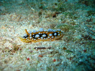 Nacktschnecke