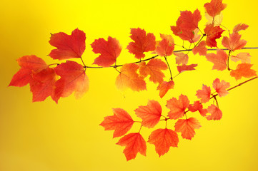 autumn leaves background