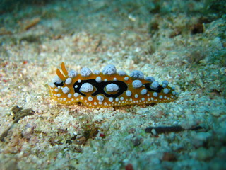 Nudibranch