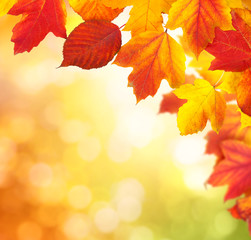  branch with autumn leaves