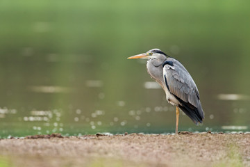 Grey Heron in the nature
