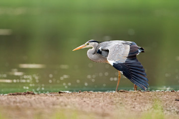 Grey Heron in the nature