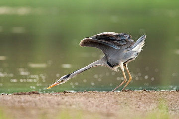 Grey Heron in the nature