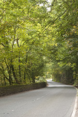 The Road Winds Through.A road winds through a grove of trees that have started to change for autumn. 