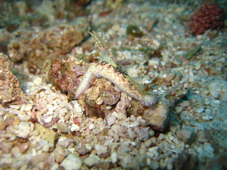 Nudibranch