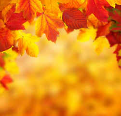  branch with autumn leaves