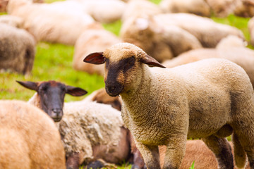 Close-up view of sheep who pasture in the field