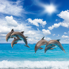 Fototapety  three  jumping dolphins