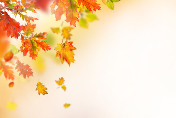 Colorful autumnal background with leaves