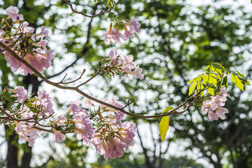Pink Trumpet Tree fall in pond in park, Tabebuia sweet pink flow