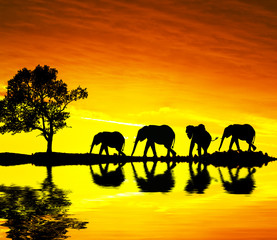 Obraz na płótnie Canvas elefantes desfilando