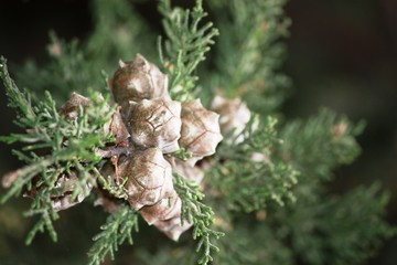 pine cones in Yosemite-Nationalpark California, USA