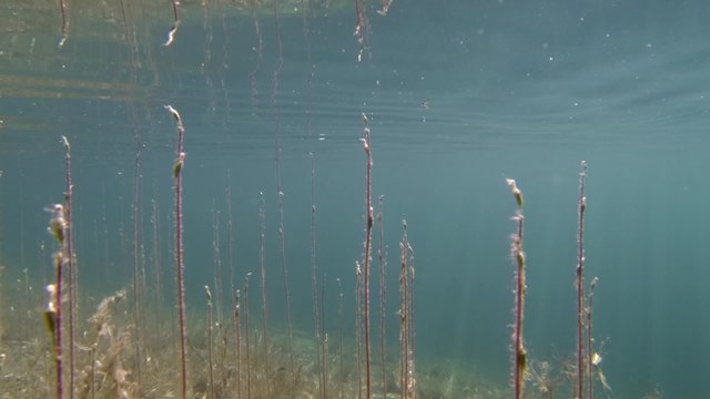Camera moves through water lobelia vegetation near water surface